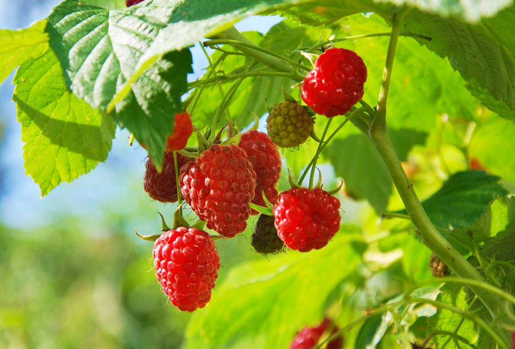 Raspberry Ketone Pure är ett naturligt kosttillskott som kan hjälpa en få kontroll med ens viktminskning