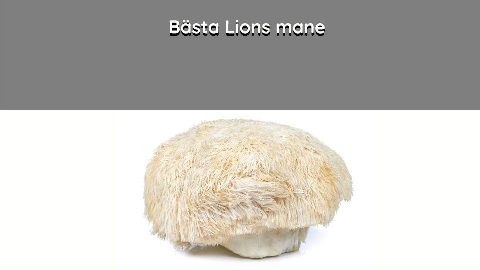 bästa lions mane